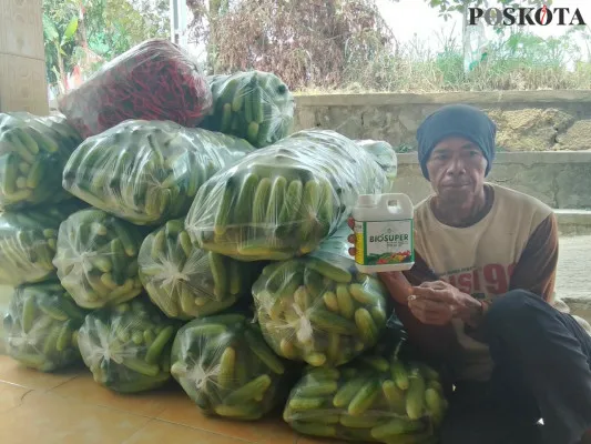 Hasil panen pertanian di Kampung Citeureup, Desa Girimukti, Kecamatan Saguling, Bandung Barat. (Poskota/Gatot Poedji Oetomo)