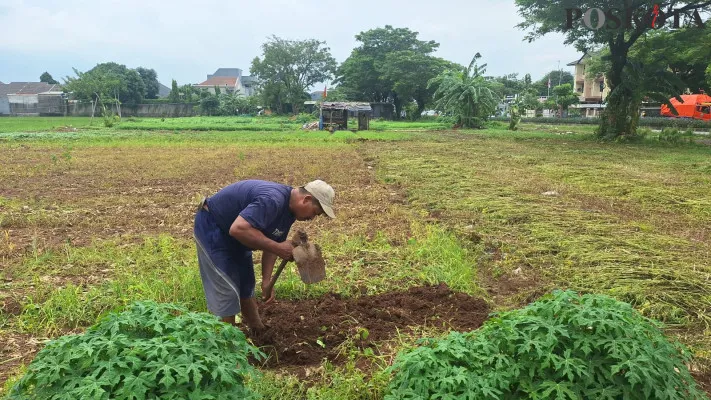 Darkim saat mencangkul tanah untuk menanam bibit sayuran di lahan pertanian seluas 500 meter persegi di kawasan Bekasi Utara, Kota Bekasi, Senin, 16 Desember 2024. (Poskota/Ihsan)