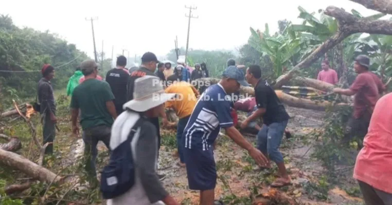 Petugas BPBD Lebak dan warga saat mengevakuasi pohon tumbang. (Dok. BPBD Lebak)