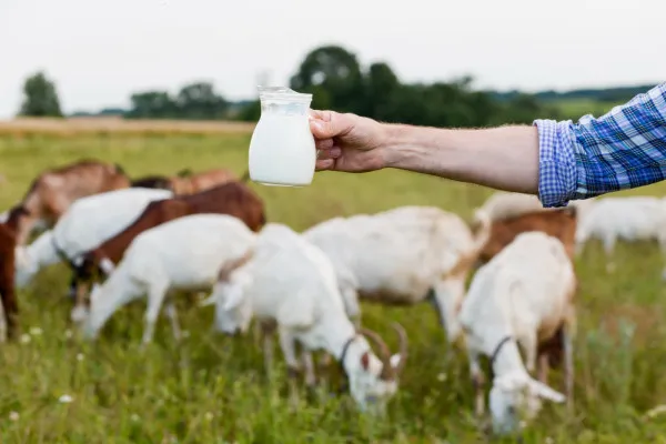 Dengan kandungan utrisi yang dimiliki, susu kambing baik untuk dikonsumsi saat sedang melakukan diet. (Freepik)