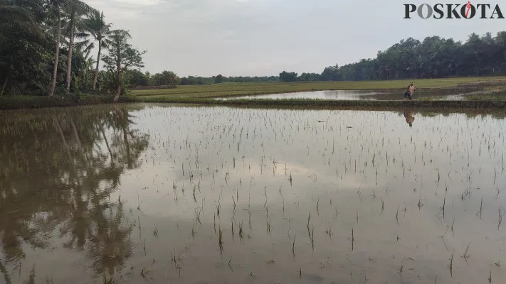 Kondisi tanaman padi petani di Kecamatan Pagelaran, Pandeglang pasca-dilanda banjir selama 5 hari. (Poskota/Samsul Fatoni)