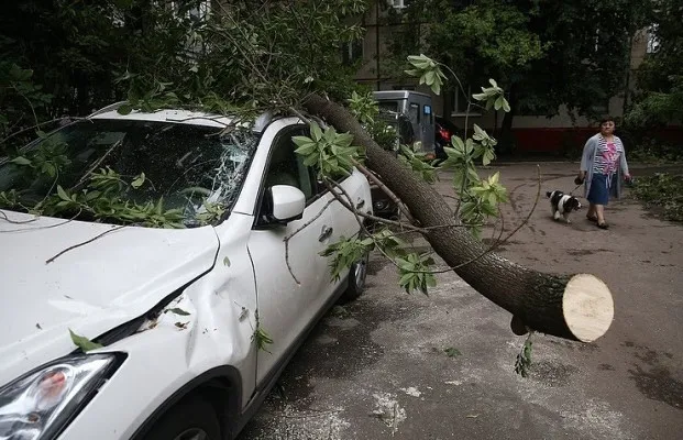 Dua orang tewas di dalam mobil udai tertimpa pohon tumbang akibat angin topan di Siberia, Rusia. (Foto/TASS News Agency)