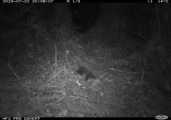 Echidna Paruh Panjang Terekam Kamera di Pegunungan Cyclops, Papua. (Foto : Website BRIN)