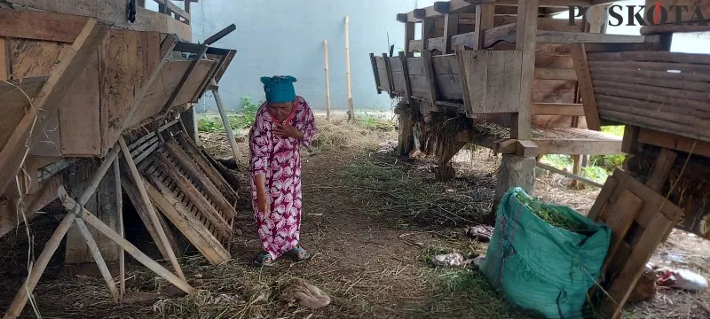 Emak Hj.Misnih (80), pemilik kandang yang telah kehilangan menunjukan sisa jeroan kambing dalam kandang. (Angga)