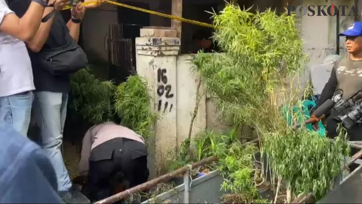 Rumah tempat budidaya ganja di kawasan Cengkareng, Jakarta Barat, digerebek polisi. (Poskota/Pandi)