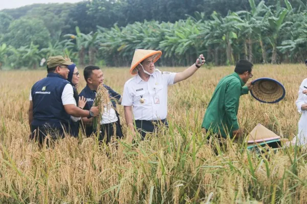 Wakil Gubernur DKI, Ariza Patria penen bersama gabungan kelompok petani di Rorotan, Jakut. (Ist)