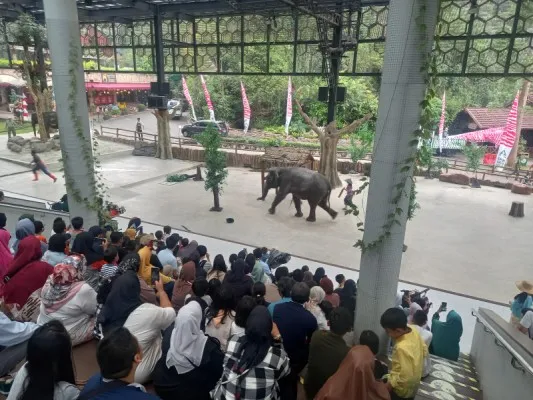 Foto: Taman Safari Bogor peringati hari gajah sedunia (World Elephant Day) 2023. (Ist.)