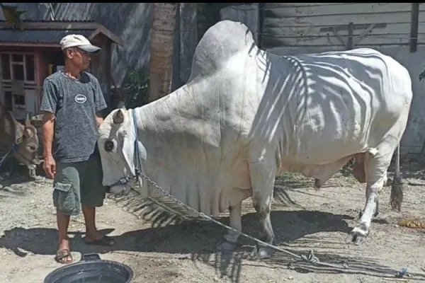 Sapi kurban Presiden Jokowi dibagikan ke 38 provinsi di Indonesia. Foto: Ist.