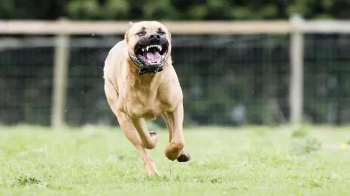 Anjing Pitbull. (Foto: Istockphoto/dageldog)