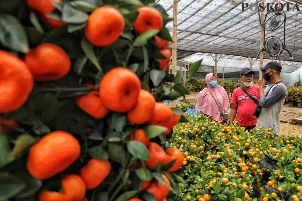 Penjualan Jeruk Imlek Meningkat 