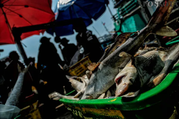 KKP memastikan stok ikan aman saat Nataru. (Poskota/Ahmad Tri Hawaari)