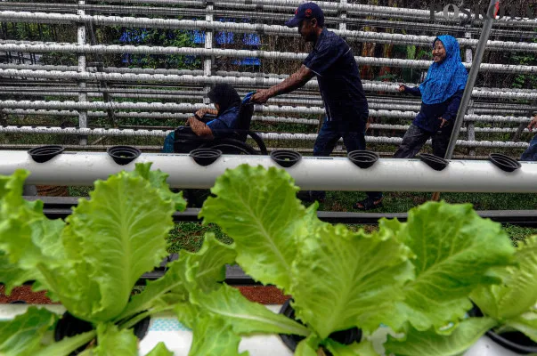 Siswa Penyandang Disabilitas Mengenal Kebun Hidroponik