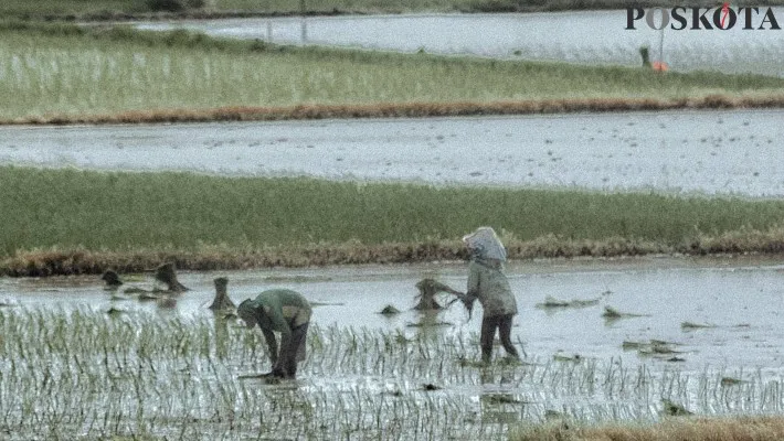 Aktivitas petani saat menanam padi di Kawasan Persawahan Jakarta Utara, Senin (25/3/2024). Kementerian Pertanian (Kementan) mengusulkan anggaran belanja tambahan sebesar 5,8 triliun untuk meningkatkan produksi padi 2024 guna mendukung berbagai kegiatan dalam kebutuhan dan kualitas padi. (Poskota/Ahmad Tri Hawaari)