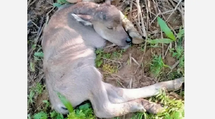  Anak kerbau milik peternak di Kecamatan Saketi, Pandeglang, mati. (Foto: Istimewa).