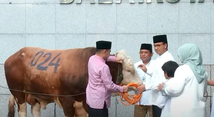 Sapi kurban Gubernur Anies Baswedan, ada nomor 024. (Foto: ist)