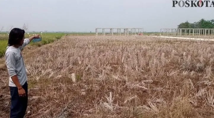 Kekeringan di kecamatan Sukawangi Bekasi. (Ihsan Fahmi).