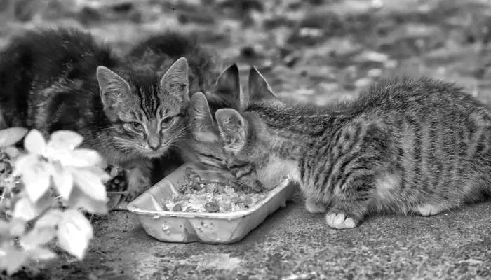 Memberi makan kucing liar.