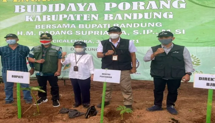 Budidaya Porang Kabupaten Bandung. (foto: ist)