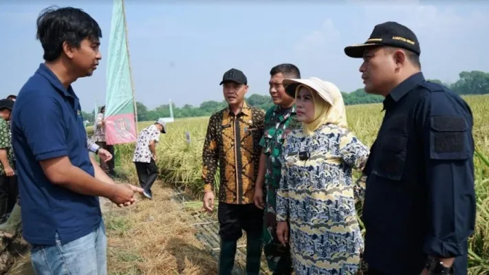 Bupati Serang Ratu Tatu Chasanah Dandim 0602/Serang Letkol Arm Fajar Catur Prasetyo dan Ketua DPRD Kabupaten Serang Bahrul Ulum saat meninjau panen raya. (ist)