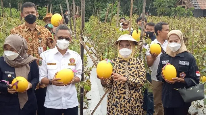 Bupati Serang Ratu Tatu Chasanah saat panen perdana melon golden alisa di Desa Melati, Kecamatan Waringinkurung. (ist)