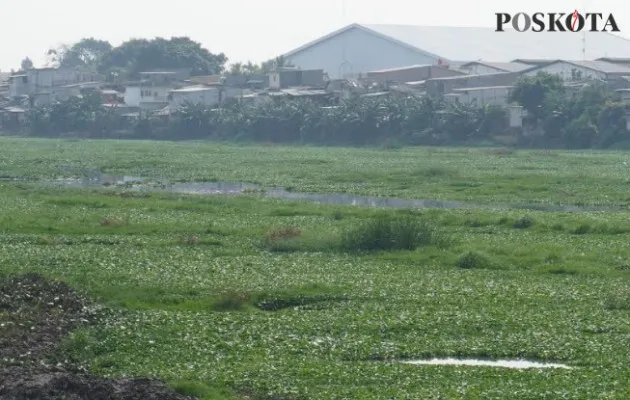 Tanaman Eceng Gondok tumbuh subur di Waduk Pluit (Aldi)