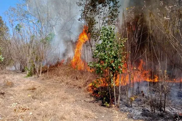 Kebakaran hutan dan lahan (Karhutla) di Flores Timur jadi perhatian BNPB. Foto: BNPB.