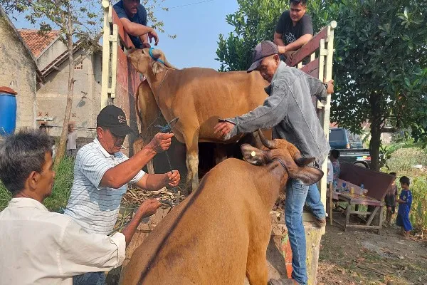 Penjarah hewan ternak beraksi bawa kabur belasan sapi di Rumpin, Bogor. Foto: Ist.