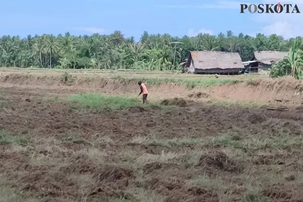 Mulai turun hujan, petani di Pandeglang baru bisa garap sawah. Foto: Poskota/Samsul Fatoni.