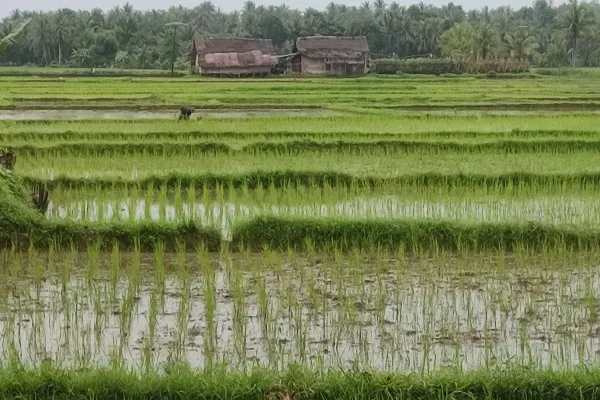 Sawah terdampak banjir. Foto: Poskota/Samsul