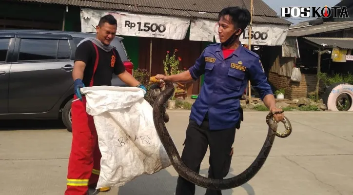 Petugas mengevakuasi ular piton sepanjang 4 meter di rumah warga, Desa Cibadak, Kecamatan Balaraja Timur, Kabupaten Tangerang, Banten, Minggu (28/3/2021). (foto: ridsha vimanda nasution)