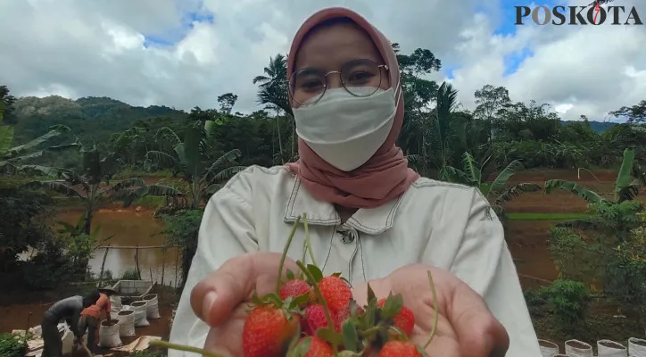 Destinasi wisata kebun stroberi di Citorek. (foto: yusuf permana) 