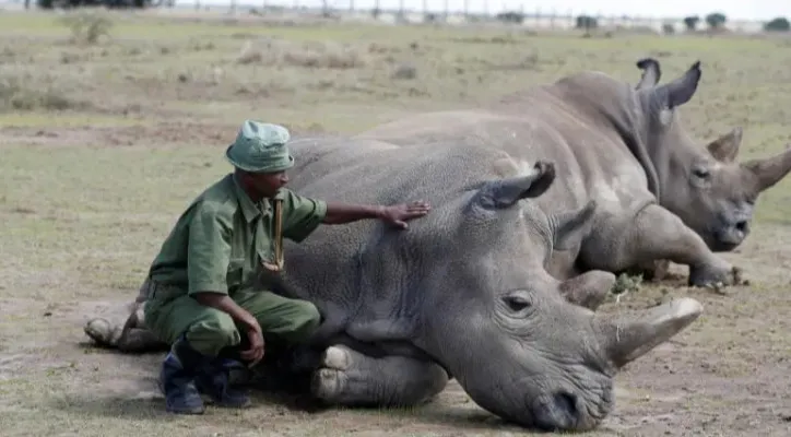 Northern white rhinoceros (Foto: Reuters)