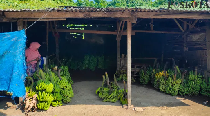 Penjual pisang di Pasar Rangkasbitung. (foto: yusuf permana)