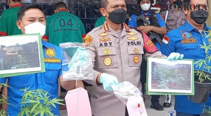 Kapolres Metro Jakarta Barat Kombes Pol Ady Wibowo menunjukkan barang bukti dan tersangka penanaman ganja secara hidroponik di kawasan Brebes, Jawa Tengah. (foto: poskota/cr01).