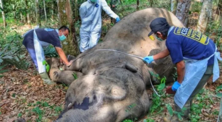 Seekor gajah mati, diperkirakan berusia 45 tahun, ditemukan di kebun warga di wilayah Kabupaten Palalawan, Provinsi Riau. (foto: BBKSDA Riau)