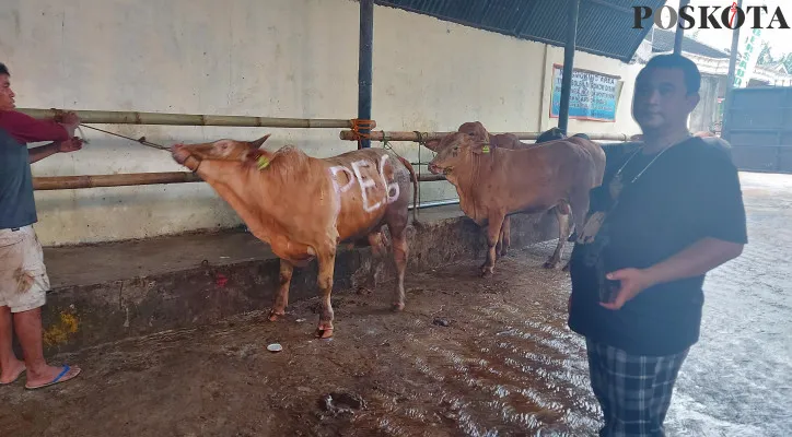 Wakil Direktur penjualan hewan kurban CV.Puput Bersaudara, H. Didik Priyanto melakukan pengecekan sapi kurban yang sudah dibeli di kandang. (Foto/Poskota.co.id/Angga)