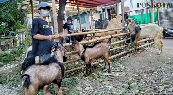 Penjual hewan kurban di kawasan Ciracas yang sepi pembeli. (foto: poskota.co.id/muchamad ifand)