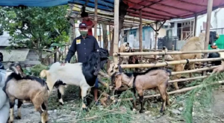 Hewan kurban di salah satu penampungan di Jakarta Timur. (ifand)