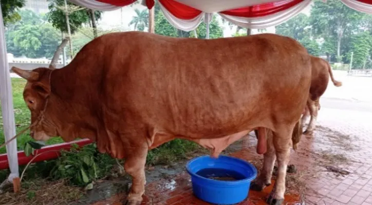 Satu ekor sapi pemberian Presiden Joko Widodo. (foto: Istiqlal)