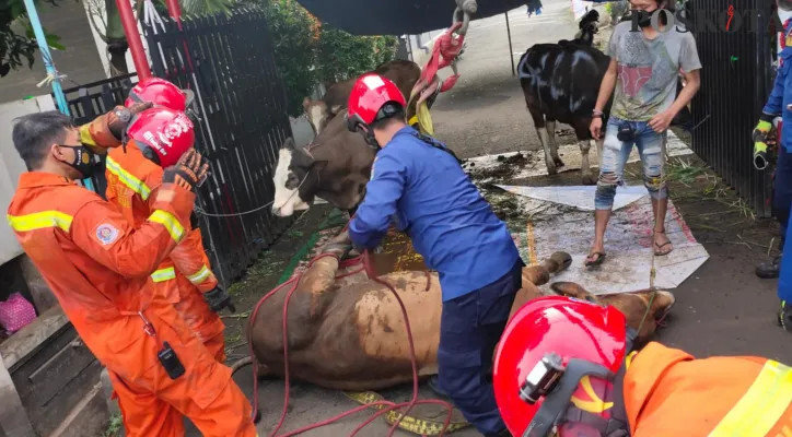 Petugas Damkar Tangerang Selatan dan DKI Jakarta mengevakuasi sapi terperosok dan terjepit di got di Pondok Aren, Tangerang Selatan. (foto: ist)