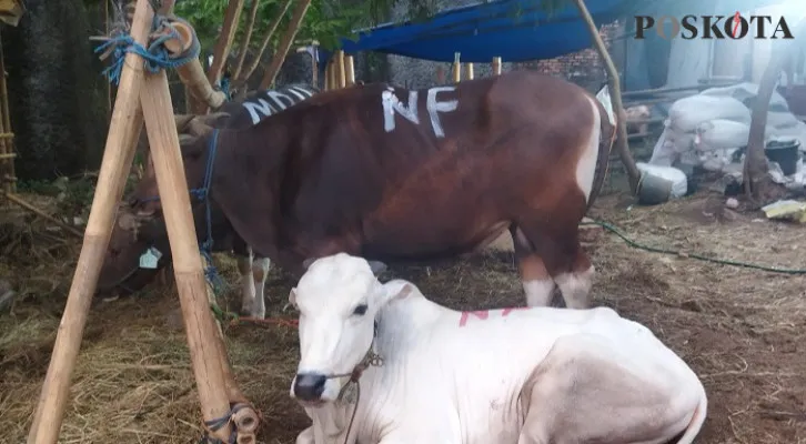 Penyembelihan hewan kurban, Rumah Pemotongan Hewan, Wadi Rimal, hewan kurban, Jatiasih, Pondok Melati, Rawalumbu, Bekasi Barat, Pemerintah Kota Bekasi, 50 ekor sapi kurban di kota bekasi,