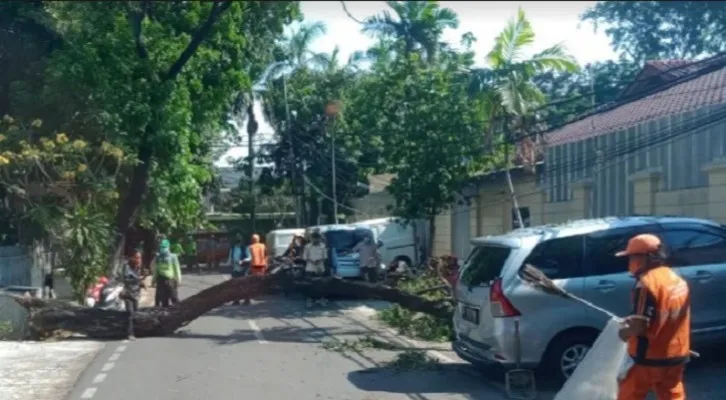 Sebuah pohon akasia ukuran besar di Cempaka Putih, Jakpus tumbang akibat sudah keropos. (Foto: Dok Sudin Pertamanan dan Hutan Kota Jakarta Pusat)