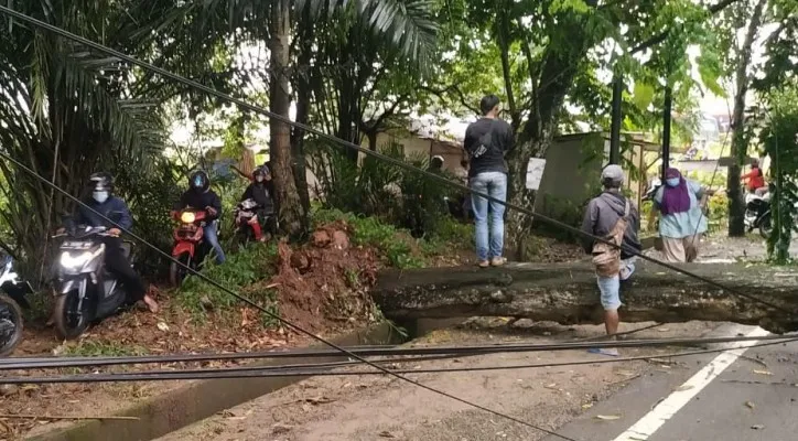 Pohon tumbang di Jalan Raya Rangkasbitung-Cipanas, tepatnya di Desa Jatimulya, Kecamatan Rangkasbitung, Kabupaten Lebak, Banten. (foto: bpbd lebak/ilustrasi)