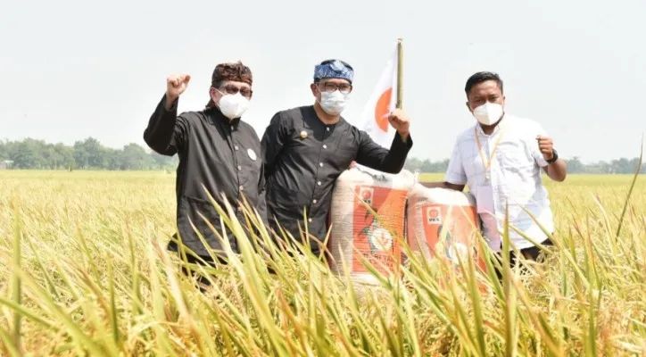 Ketua Majelis Syura PKS Dr Salim Segaf Al Jufri bersama Gubernur Jawa Barat Ridwan Kamil melakukan panen raya di Karawang, Jawa Barat, Selasa (28/9/2021). (foto: ist)