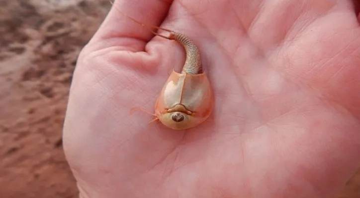 Kemunculan Udang Aneh di Arizona (Foto: Wupatki National Monument/Facebook)