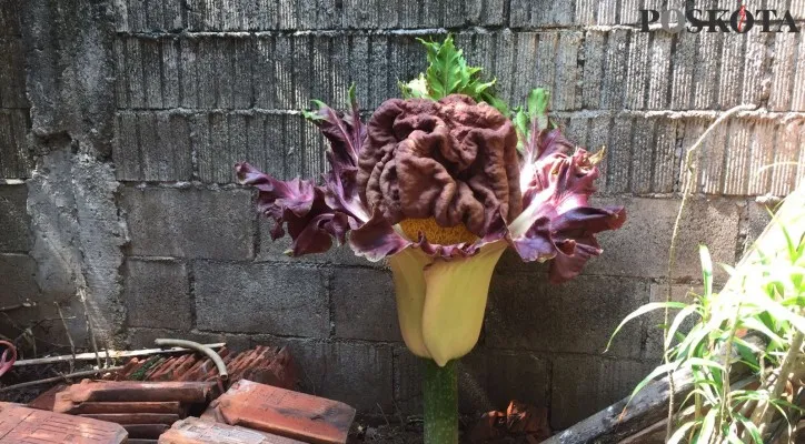 Bunga Bangkai di Rumah Warga di Cipete Selatan,Cilandak, Jakarta Selatan. (adji)