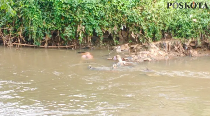 Kali Angke yang menjadi lokasi penemuan mayat mengambang. (foto: iqbal)