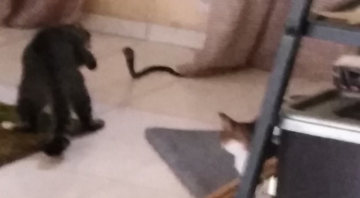 Viral! 5 Ekor Kucing Lindungi Pemiliknya dari Serangan Ular Kobra 