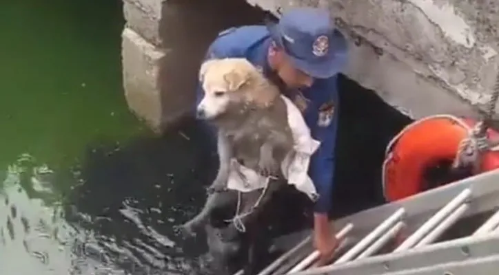 Anjing tercebur ke kali di Taman Ratu, Kedoya, Kebon Jeruk, Jakbar. (foto: ist)