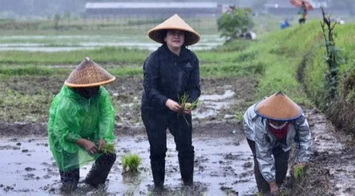 Puan Maharani Tanam Padi Sambil Hujan-hujanan, Warganet: Interupsi Aja Dibungkam, Berlagak Dengar Suara Petani (Foto: Twitter)